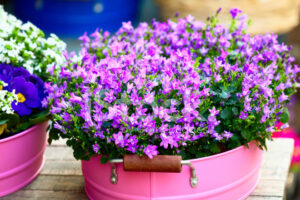violetas em jardim