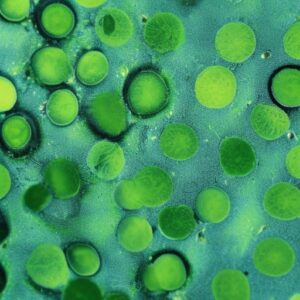 células da Candida albicans vistas por microscópio
