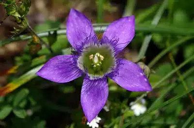 a flor violeta, simbolizando o produto contra candidíase