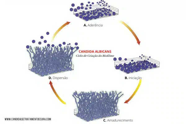 ilustração mostrando como a Candida SP cria o biofilme que a protege